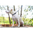 Euro Dog Waterproof Nylon Dog Leash Soft PVC Coated Navy - Poudre Pet & Feed Supply 2